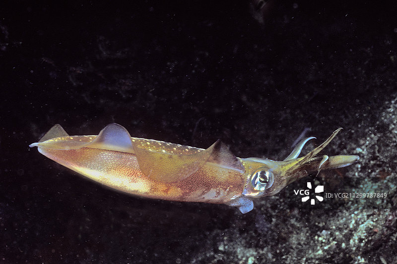 莱氏拟乌贼图片素材