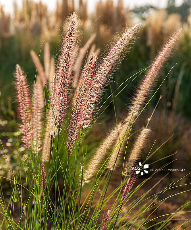 秋天的马尾草图片素材