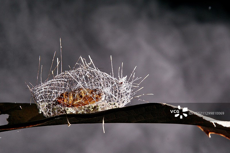 一只结茧的蛹图片素材