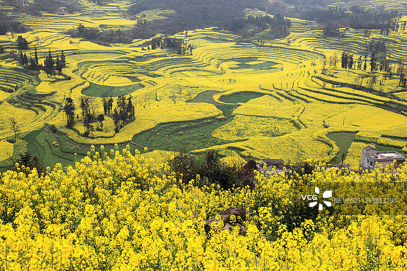 云南罗平油菜花田图片素材
