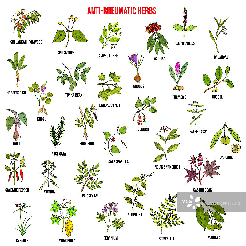 最佳抗风湿草药植物套装图片素材