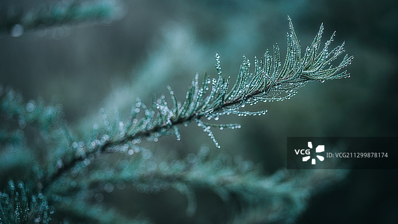 挂满露水的枝叶图片素材