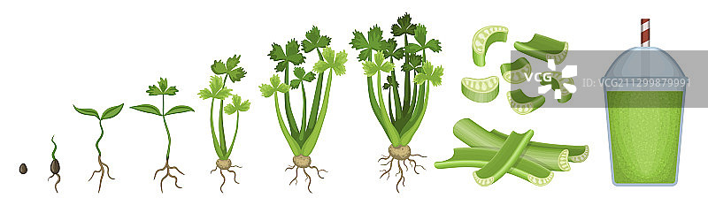 芹菜生长卡通图标图片素材