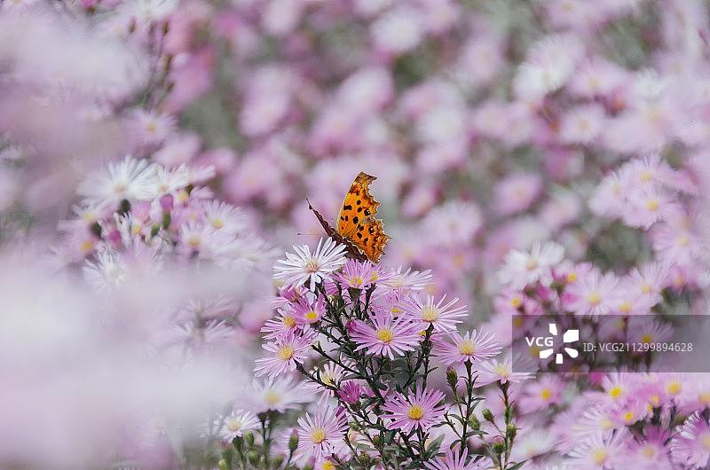 秋季花园中盛开的紫菀图片素材