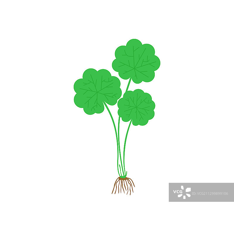 积雪草 药用植物图片素材