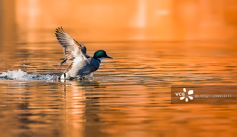 晨光飘逸～螺纹鸭～图片素材