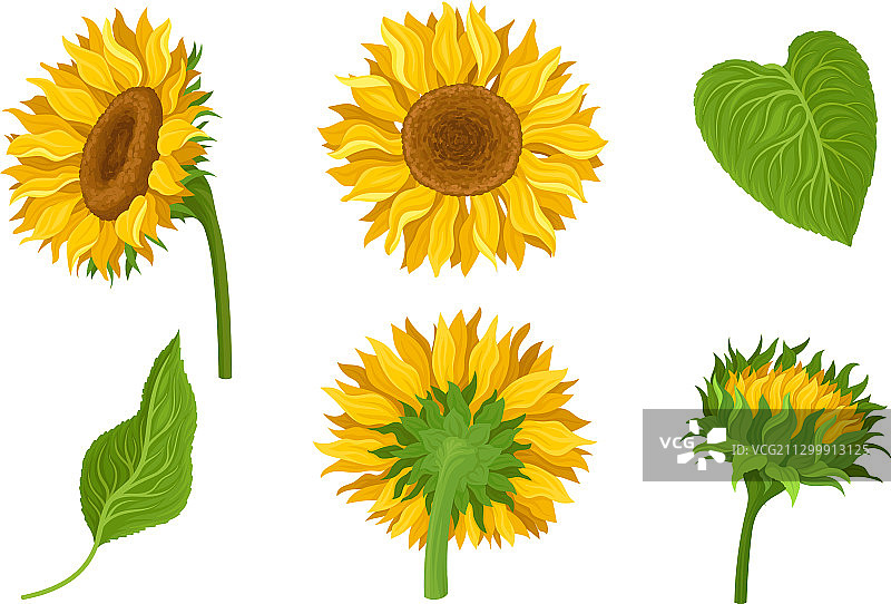 带黄色花瓣的向日葵农业植物图片素材