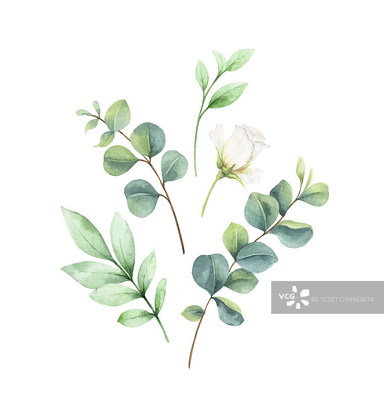 桉树叶水彩卡片图片素材