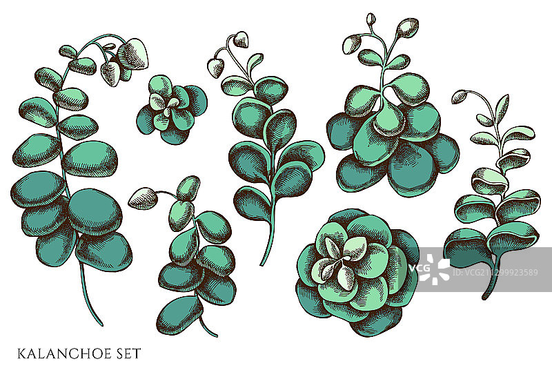 手绘彩色伽蓝菜集合图片素材