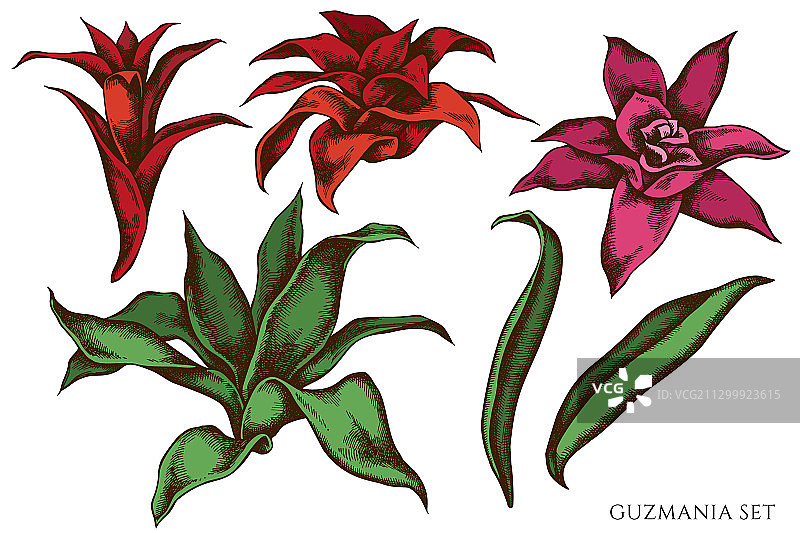 手绘彩色凤梨花素材图片素材