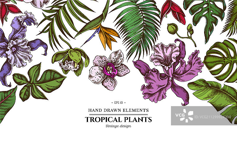 彩色龟背竹和香蕉叶花卉设计图片素材