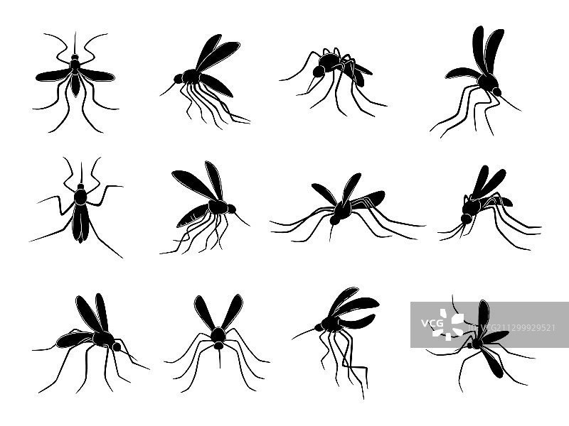 携带病毒的蚊子飞行昆虫图片素材