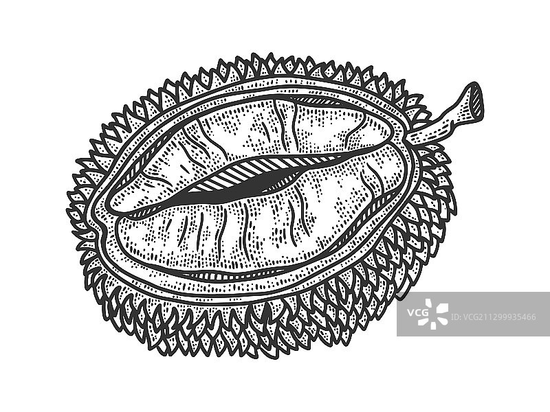 榴莲水果素描图片素材