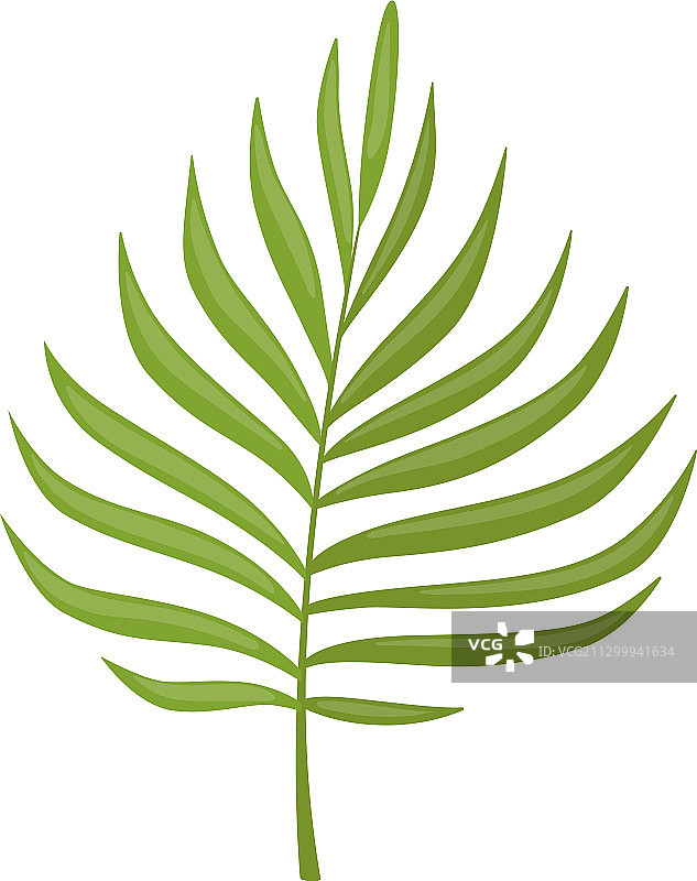 美丽的绿色热带棕榈树叶图片素材