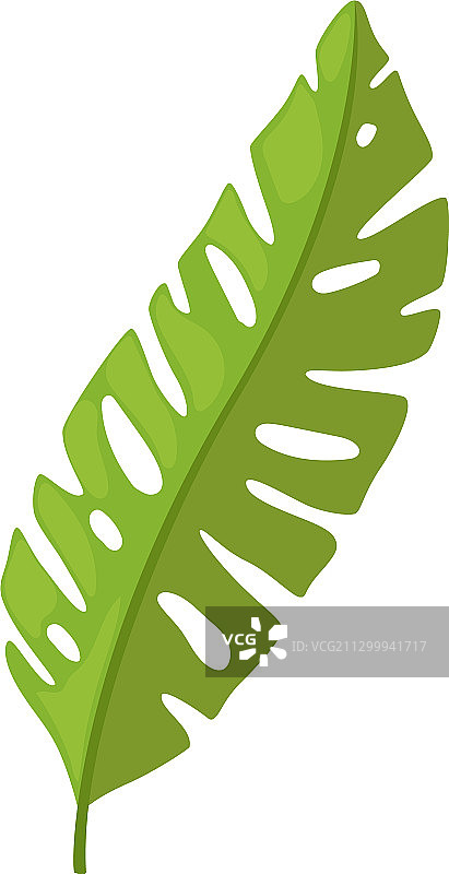 棕榈树绿叶热带异国植物图片素材