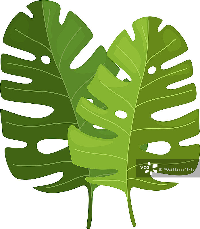 美丽的热带绿色龟背竹棕榈树叶图片素材