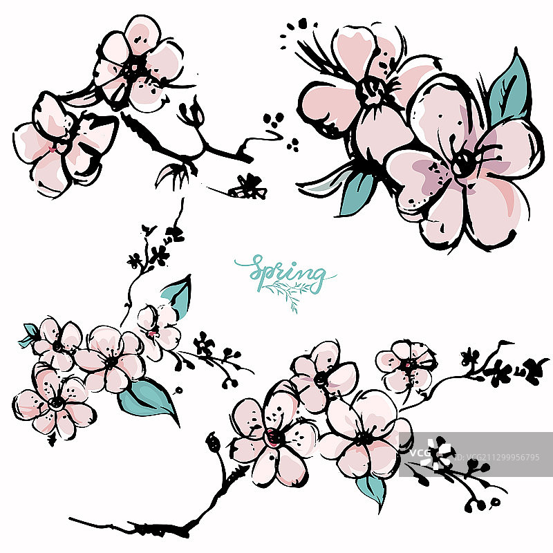 手绘素描的春季杏花图片素材