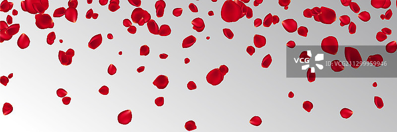 红色玫瑰花瓣飘落背景EPS10图片素材