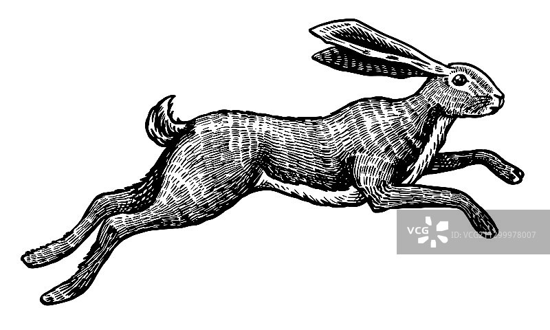 野兔跳跃图片素材