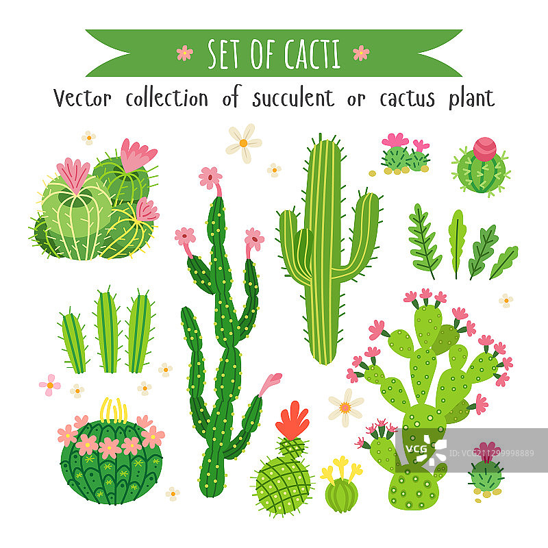 不同仙人掌和多肉植物合集图片素材