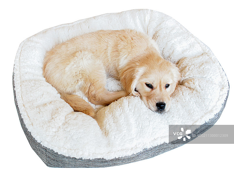 狗窝上的金毛幼犬图片素材