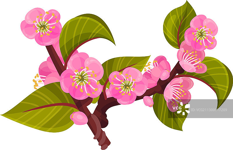 带有花蕾的盛开杏树枝图片素材