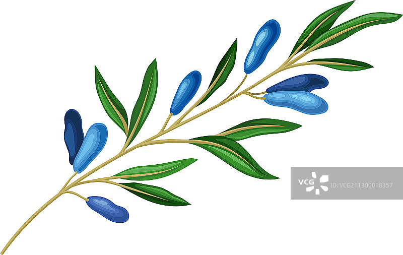 蓝色长椭圆形浆果的忍冬花枝图片素材