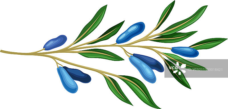 蓝色长椭圆形浆果的忍冬花枝图片素材