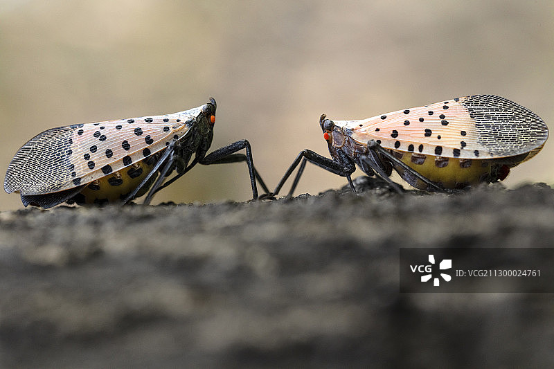 两只斑衣蜡蝉含情脉脉的互相凝视图片素材