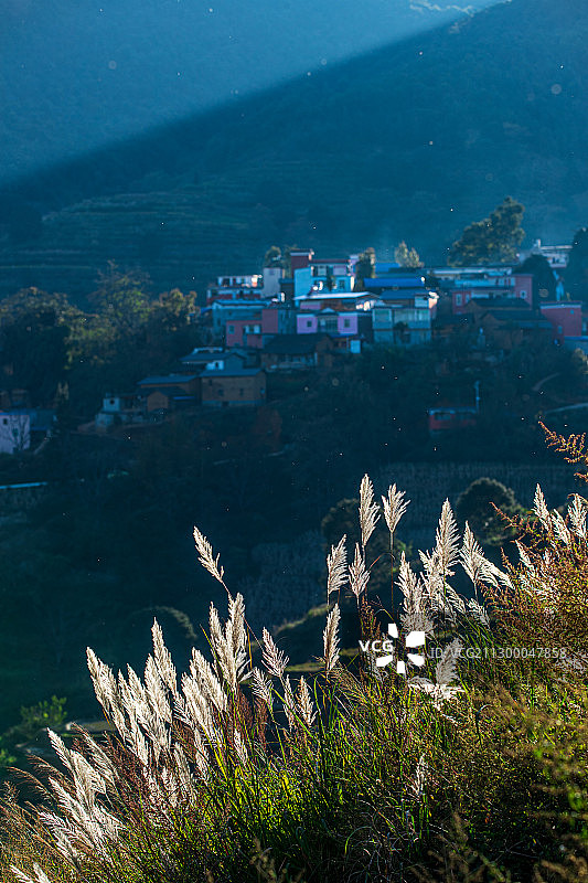 夕阳下的狗尾巴草图片素材