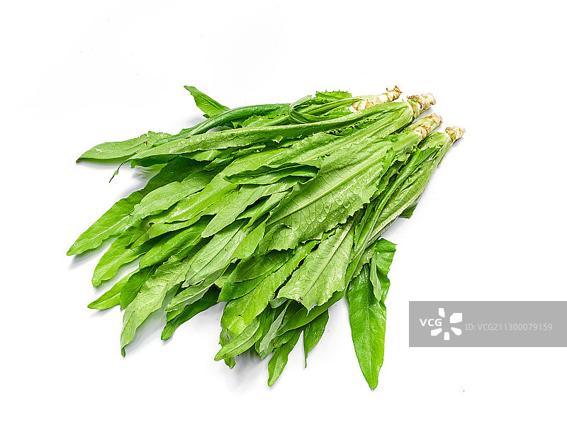 有机蔬菜油麦菜图片素材