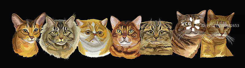 与猫相伴图片素材