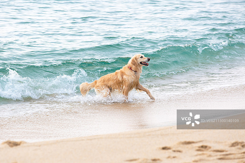 沙滩上的寻回犬图片素材