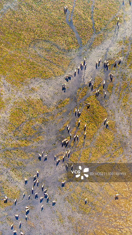 航拍麋鹿群，拍摄于盐城，大丰图片素材