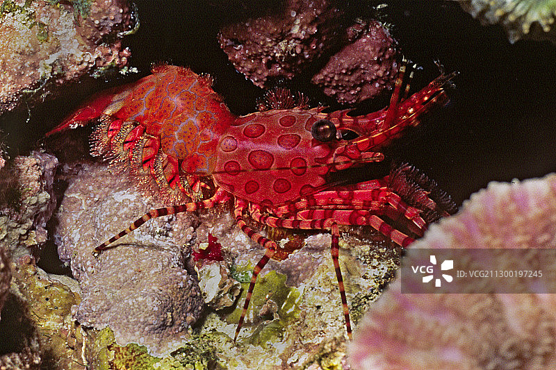 大理石虾图片素材