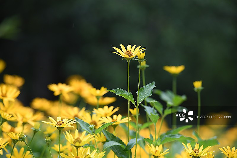 菊科园林观赏花卉赛菊芋图片素材