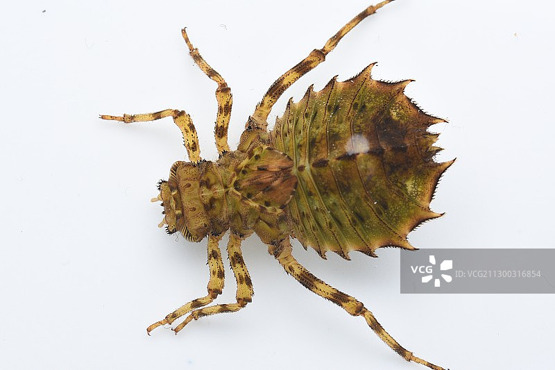 蜻蜓幼虫图片素材