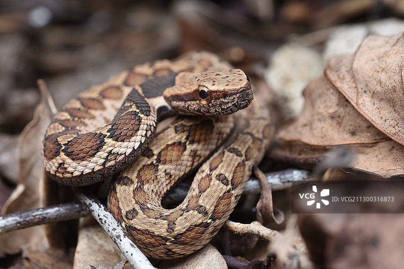 颈棱蛇图片素材