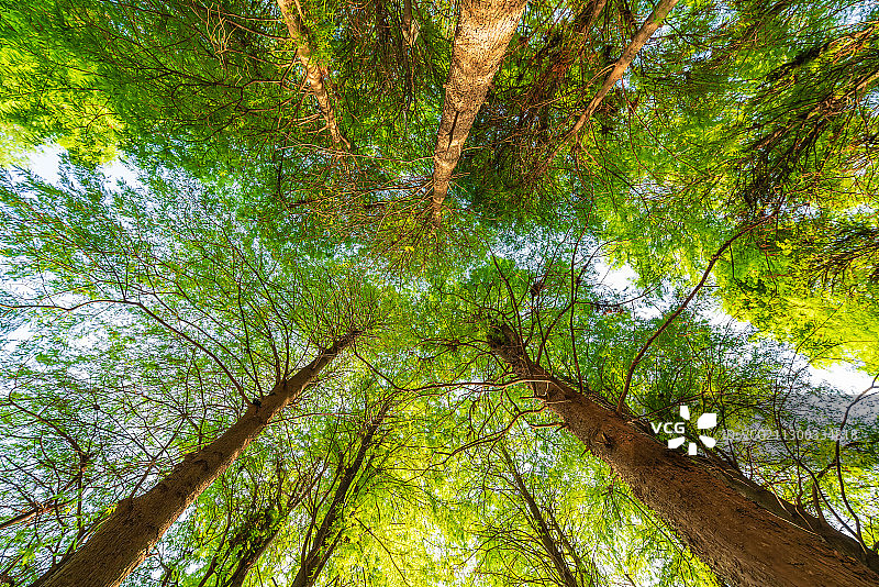 广东省深圳市罗湖区洪湖公园低角度图片素材