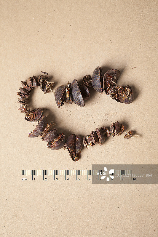 土鳖虫中药动物类药材蓝色背景带标尺棚拍文献科普资料图片素材