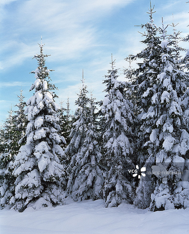 白雪覆盖的云杉树图片素材