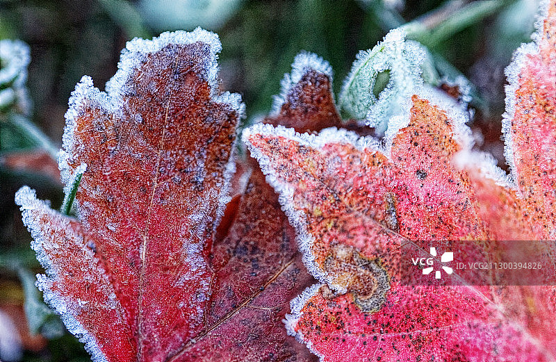 覆盖着冰霜的枫叶图片素材