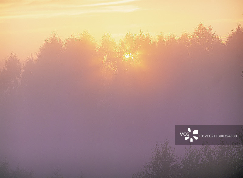 阳光穿过雾和树林图片素材