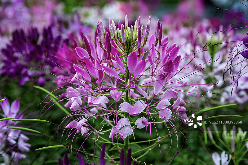 醉蝶花图片素材