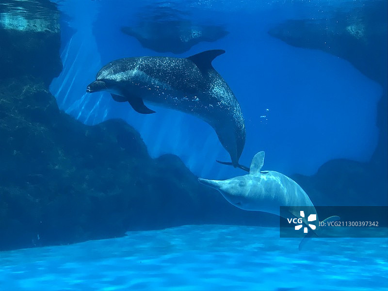 长隆海洋王国 海豚图片素材