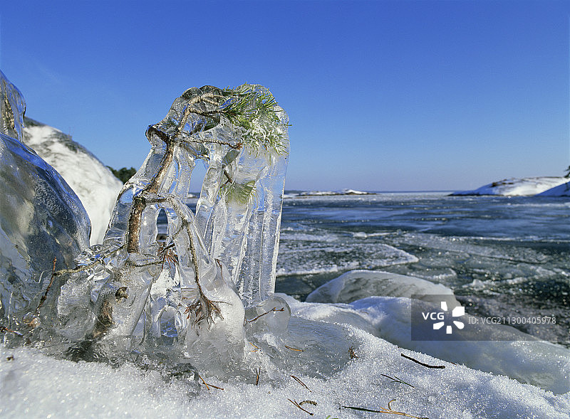 覆盖着冰的树木图片素材