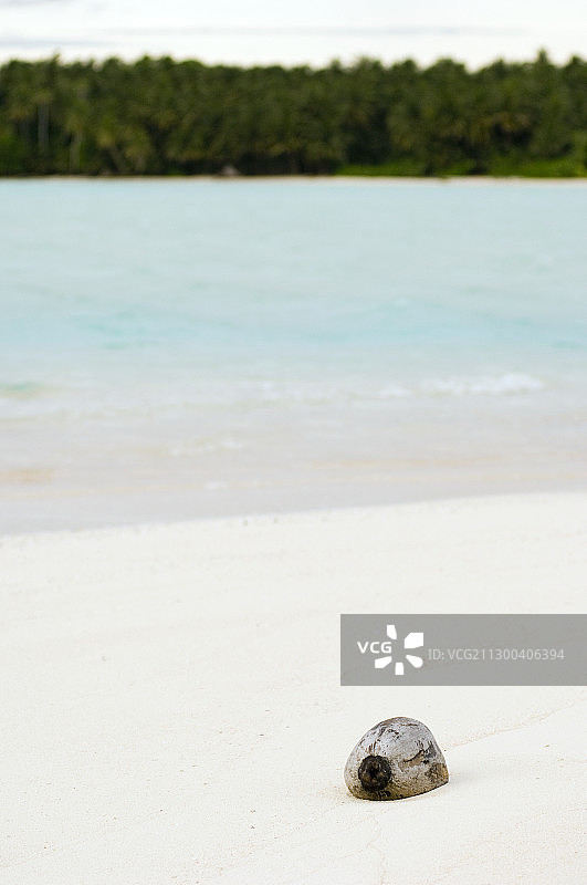 海滩上的椰子图片素材