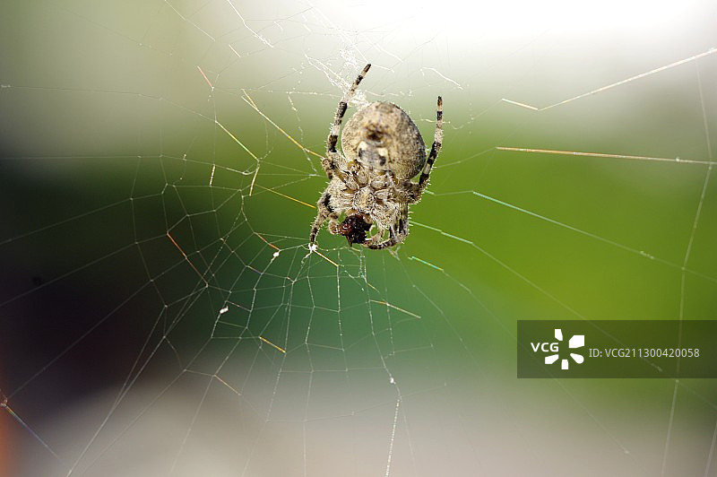 蜘蛛织网图片素材