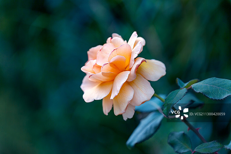 秋季户外一支绽放的月季特写图片素材