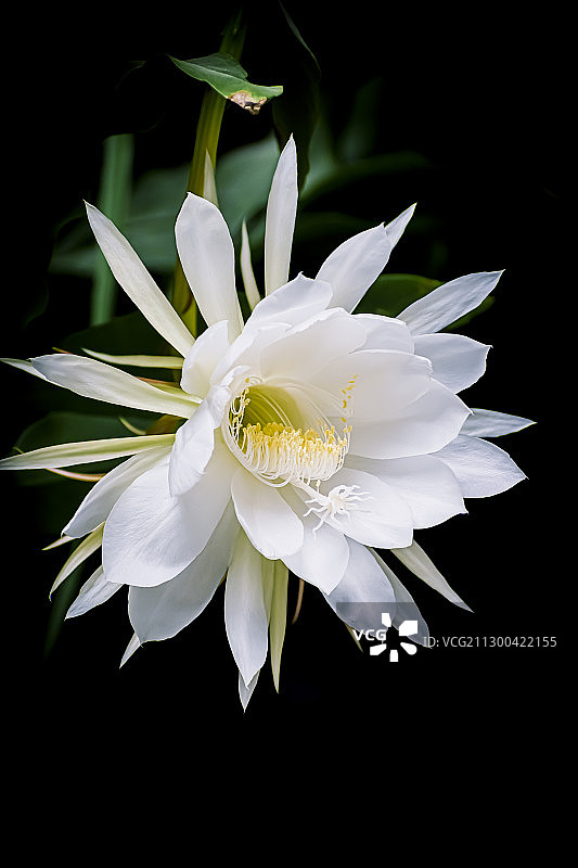 Epiphyllum 昙花图片素材